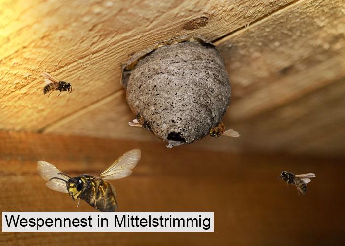 Wespennest in Mittelstrimmig